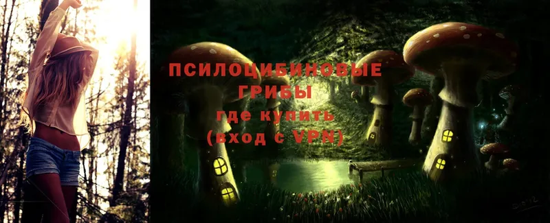 Галлюциногенные грибы Psilocybe  Чехов 